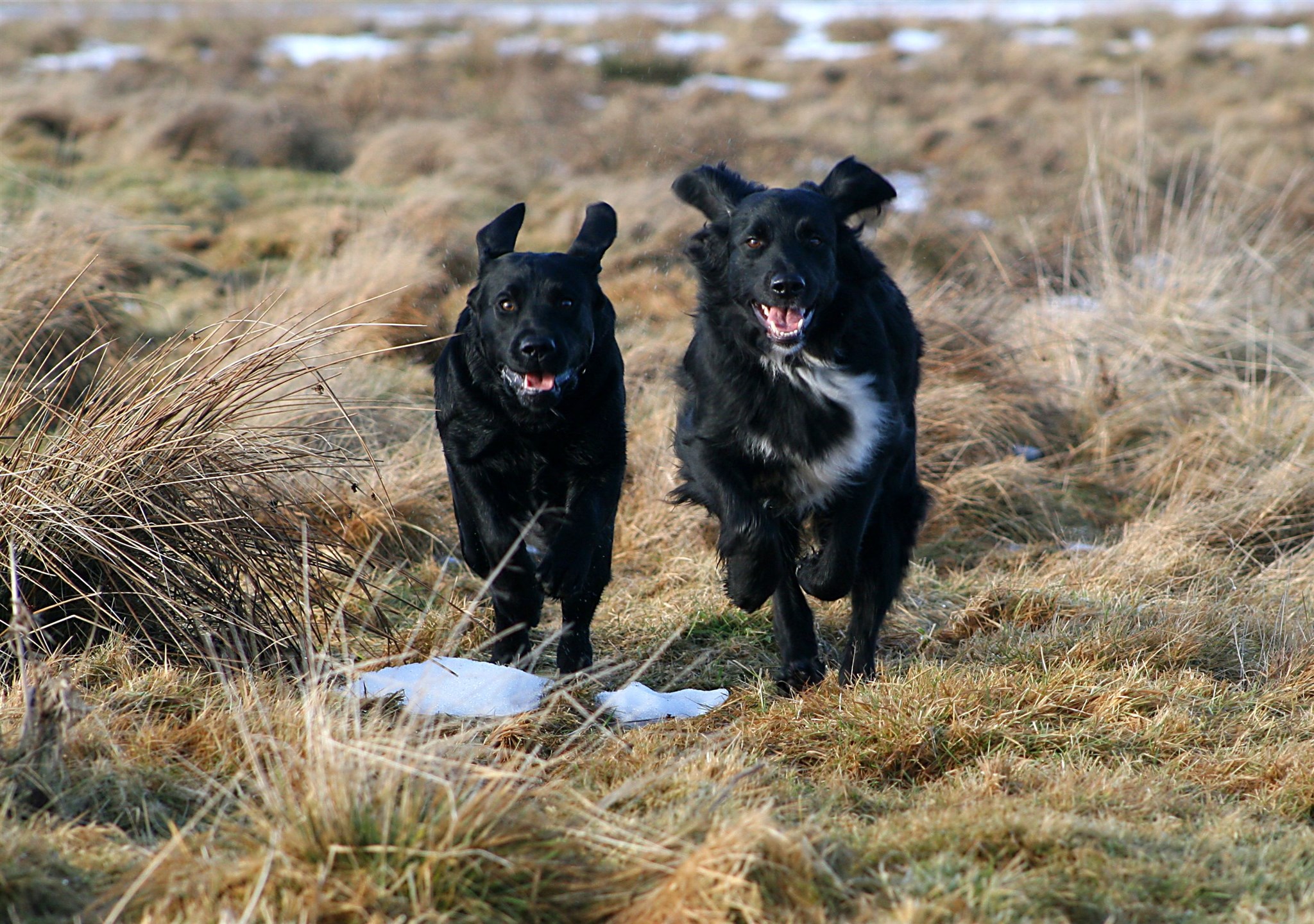 GFAlba och Lady på språng.JPG